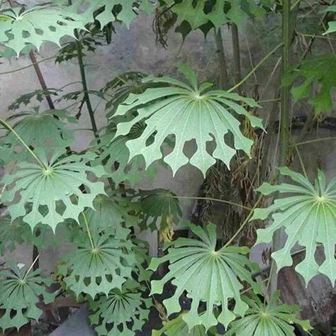 Tapioca Plant, Tanaman Indoor, Tanaman Pot, نباتات منزلية, Unusual Flowers, Unusual Plants, Unique Plants, Pretty Plants, Unique Flowers