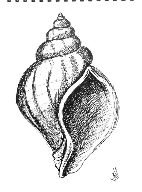 Pen drawing of a shell Seashell Drawing, Shell Drawing, Natural Form Art, Seni Pastel, Gcse Art Sketchbook, Pen Art Drawings, Desen Anime, White Drawing, Seni Cat Air