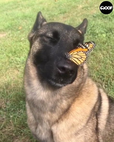 WOOF WOOF® on Instagram: “Such a gentle giant 😍🦋 (@mocha.the.elkie)” Cute Small Animals, Dog Poses, Cute Cat Drawing, Dog Nose, Animal Antics, Funny Dog Memes, Silly Dogs, Silly Animals, Sweet Dogs