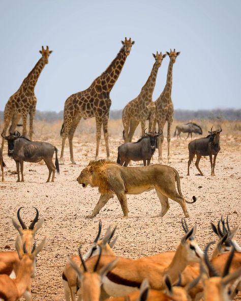 The lion is not the tallest animal in the wild, not the largest animal in the wild, not the heaviest animal in the wild, not the smartest… Safari Photo, Africa Wildlife, Rave Music, Male Lion, Psy Art, Animal Symbolism, African Wildlife, Trippy Art, Wildlife Animals