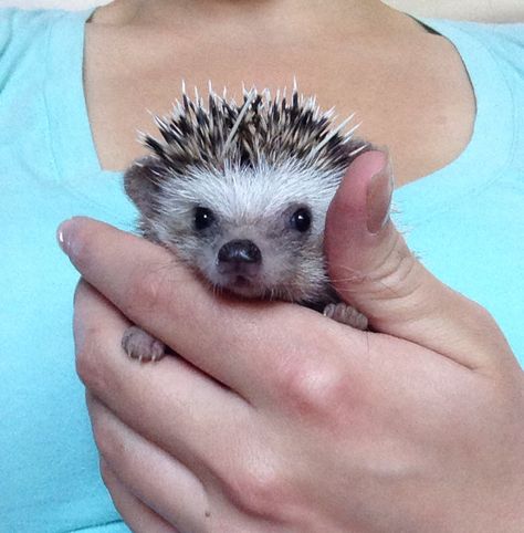 My little hedgehog (: Hedgehog Standing, Hedge Hogs, Cutest Pets, Adorable Pictures, Funny Bunny, Cute Hedgehog, Funny Bunnies, Cute Little Animals, Hedges