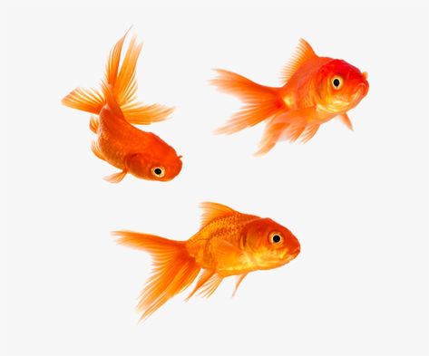 Goldfish Art, Fish Icon, Arte Grunge, Fish Vector, Png Aesthetic, Animal Magic, Ap Art, Colorful Fish, Fish Art