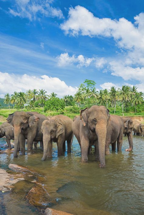 Travel Sri Lanka: 30 Photos That Will Make You Pack Your Bags And Go - Lifestyle & Travel Blog Sri Lanka Tourism, Thailand Elephants Sanctuary, Sir Lanka Travel, Sri Lanka Wildlife, Sri Lanka Elephants, Travel And Tourism Aesthetic, Sri Lanka Safari, Yala National Park Sri Lanka, Hikkaduwa Sri Lanka