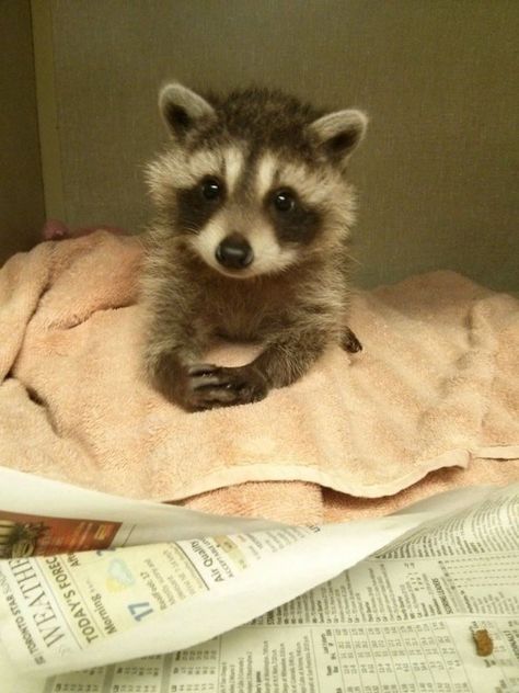 Cute Raccoons Looking Like A Mini Version Of Pandas Pet Raccoon, Raccoon Funny, Cute Raccoon, Baby Animals Pictures, Trash Panda, Pretty Animals, Silly Animals, Cute Animal Photos, Cute Creatures