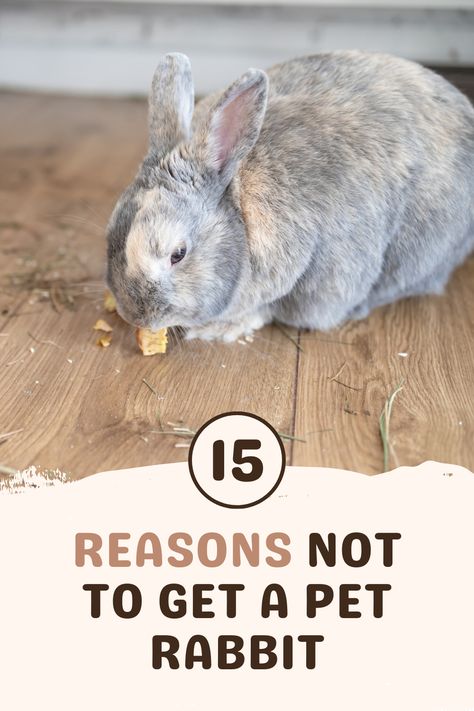 While rabbits are adorable little critters, they're not as easy to care for as they look. That's why we bring you 15 reasons not to get a pet rabbit. Before deciding to adopt and welcome a bunny into your home, consider these 15 things so you don't end up regretting your decision and rehoming your new pet! Cute Pet Rabbit, Rabbit Housing Indoor, Pet Bunny Rabbits Cage, Bunny Pet Care, Rabbit Pet Care, Diy Indoor Rabbit Cage, Best Rabbit Cage Indoor, Bunnies As Pets, Bunny Cage Setup Ideas