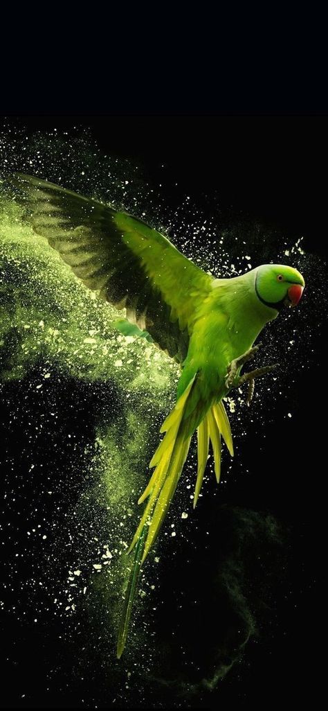 Burung Beo, Parrot Wallpaper, Green Parrot, Desen Realist, Eagle Wallpaper, फोटोग्राफी 101, तितली वॉलपेपर, Image Nature, Wallpaper Nature Flowers