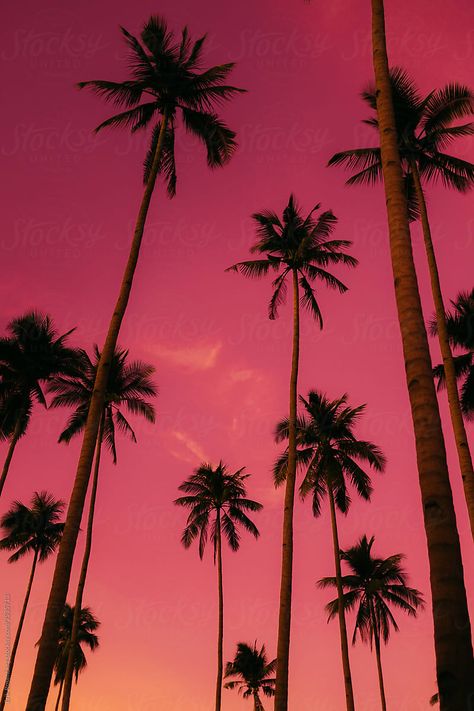 Palm Tree Photography, Palm Trees Landscaping, California Palm Trees, Palm Trees Wallpaper, Colorfull Wallpaper, Palm Tree Sunset, Pink Photography, Palm Wallpaper, Iphone Wallpaper Video