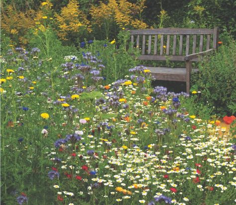 Small Meadow Garden, Wildflower Garden Aesthetic, Wildflower Front Garden, Wildflower Meadow Backyard, Wild Garden Ideas Small, Small Wildflower Garden, Wildflower Garden Front Yard, Wildflower Yard, Plant Wildflowers