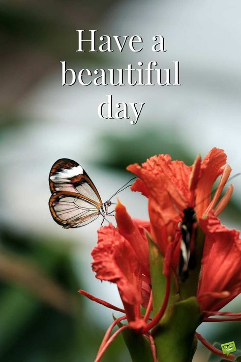 Have Nice Day Quotes, Great Day Wishes, Have A Lovely Day Images, Have A Beautiful Day Images, Good Morning Have A Beautiful Day, Have A Happy Day Quotes, Good Morning Wishes Have A Great Day, Have A Beautiful Day Quotes, Have A Great Day Images