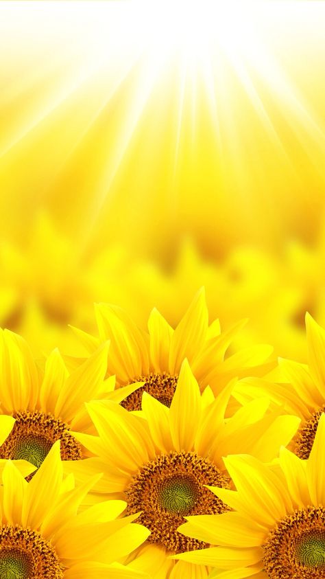 Le Jaune à Rungis : La Fleur ! Sunflower Iphone Wallpaper, Sunflowers And Daisies, Sunflower Pictures, Textil Design, Sunflower Wallpaper, Have Inspiration, Sunflower Art, Yellow Wallpaper, Yellow Aesthetic