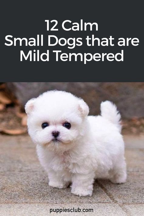 calm-small-dogs-that-are-mild-tempered Fluffy Small Dog Breeds, Mini Chihuahua Puppies, Fluffy Small Dogs, Cute Small Breed Dogs, Fluffy Puppies Breeds, Schnauzer Poodle Mix Dogs, Free Puppies Near Me, The Cutest Puppies In The World, Small Dogs That Stay Small