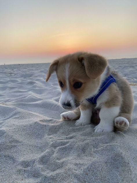 Cute Corgi Puppy, Very Cute Dogs, Really Cute Dogs, Cute Dog Pictures, Cute Little Puppies, Corgi Puppy, Cute Corgi, Kittens And Puppies, Cute Animals Images