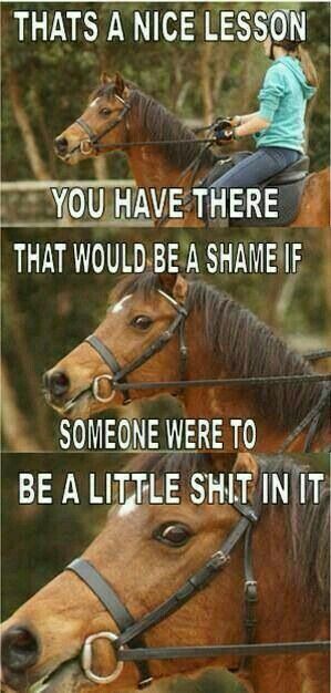 Same. Equestrian Memes, Horse Humor, Funny Horse Memes, Horse Meme, Horse Memes, Horse Quotes Funny, Horse Jokes, Funny Horse Pictures, Horse Riding Quotes