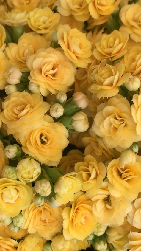 Yellow Aesthetic Flowers Wallpaper, Yellow Rose Background Wallpapers, Yellow Roses Aesthetic Wallpaper, Light Yellow Flowers Aesthetic, Yellow Rose Aesthetic, Yellow Roses Background, Yellow Aesthetic Pictures, Yellow Aesthetic Flowers, Yellow Roses Aesthetic