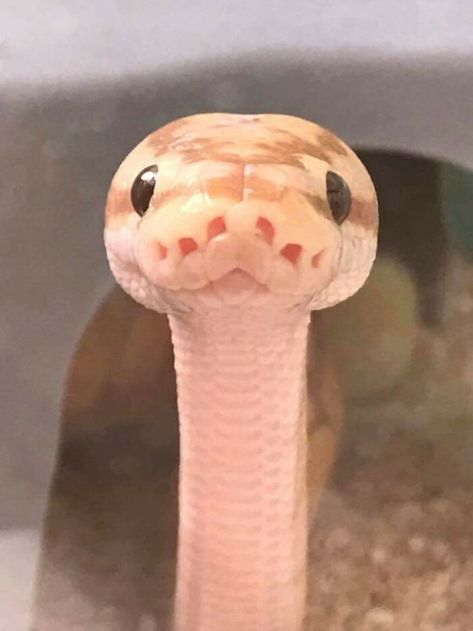 139 Snakes, Nope Ropes, And Danger Noodles That Are Too Cute To Pass By | Bored Panda Pretty Snakes, Snake Wallpaper, Cute Snake, Pet Snake, Cute Reptiles, Beautiful Snakes, Tapeta Galaxie, Pretty Animals, Cute Animals Images