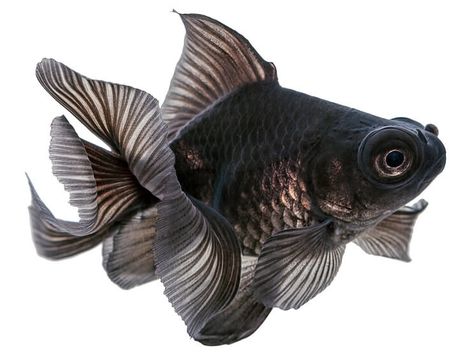 Fancy Goldfish Types, Tank, Care Guide and Much More… | Fishkeeping World Telescope Drawing, Big Eyed Fish, Lionhead Goldfish, Bubble Eye Goldfish, Black Goldfish, Goldfish Types, Goldfish Tattoo, Fantail Goldfish, Fancy Goldfish