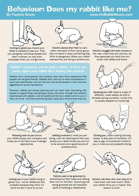 Bunny Age Chart, Where To Pet A Bunny, Things For Rabbits, Bunny Owner Tips, Things To Know About Bunnies, Bunny Information, How To Take Care Of A Rabbit, Bunny Behavior Meaning, Lion Head Rabbit Care