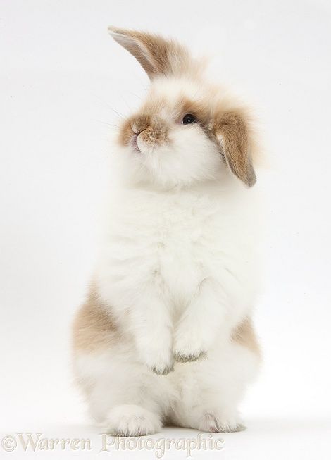 Bunny Rabbit: "But I AM striking a pose!" ✩ (Photo By: © Warren Photographic.) Baby Bunnies, Rabbit Standing, Fluffy Rabbit, Cele Mai Drăguțe Animale, Fluffy Bunny, Pet Bunny, Bunny Pictures, Fluffy Animals