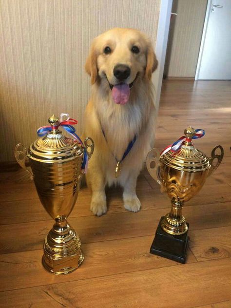 The golden prize Labrador, Golden Retrievers, Golden Years, Dog Life, The Golden, Golden Retriever, Labrador Retriever, Favorite Things, Quick Saves