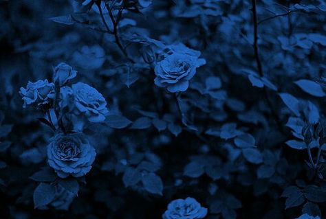 When you weep over the blue rose, your tears are collected in the petal basin. Your tears will serve as drink for the hummingbird; to strengthen his wings when winter steals the nectar from his belly. Blue Aesthetic Dark, Ravenclaw Aesthetic, Everything Is Blue, Rosé Aesthetic, Aesthetic Colors, Blue Roses, Fotografi Potret, Ravenclaw, Blue Rose