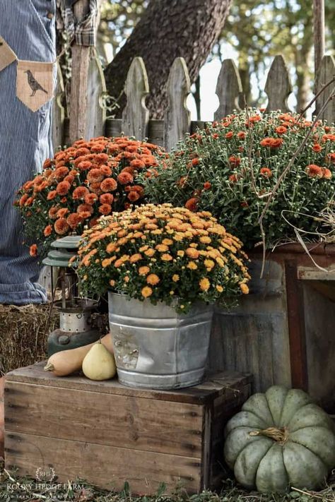 Outdoor Fall Decorating Ideas and Decor | Simple tips to decorate your yard for fall. Outdoor pumpkin decor, straw bale decorating, mums in containers, handmade scarecrow | Rocky Hedge Farm | August Decor, Fall Yard Decor, Mums In Pumpkins, Fall Mums, Pumpkin Display, Interior Vintage, Autumn Display, Fall Decor Inspiration, Fall Front Porch Decor