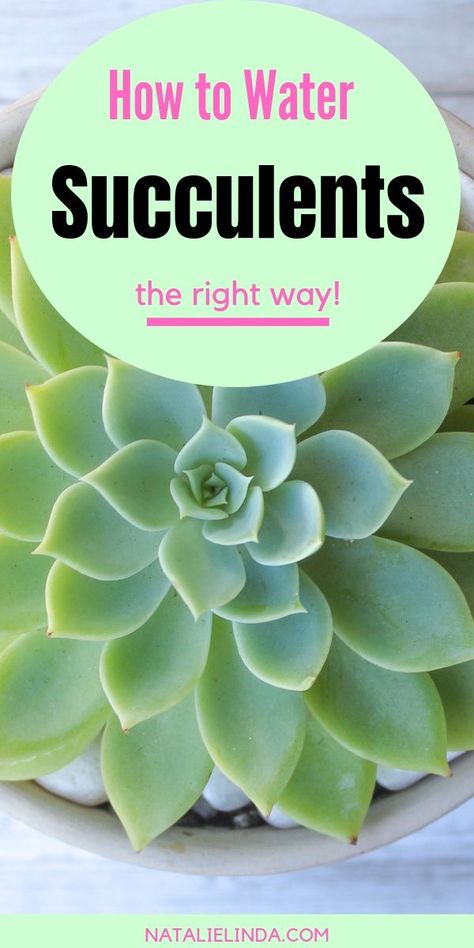 Learn how to water succulents so that you can grow a healthy succulent garden! This easy guide will show you how and when to water your succulents! Water Succulents, How To Water Succulents, Succulent Garden Indoor, Succulent Garden Design, Household Plants, Plant Care Houseplant, Succulent Garden Diy, Inside Plants, Growing Plants Indoors