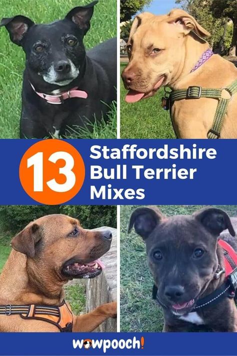 Staffordshire Bull Terrier Mixes Brindle Staffy, Mix Breed Dogs, Staffy Bull Terrier, American Staffordshire Terrier Puppies, Rottweiler Mix Puppies, English Staffordshire Bull Terrier, American Staffordshire Bull Terrier, Terrier Mix Breeds, Mastiff Mix