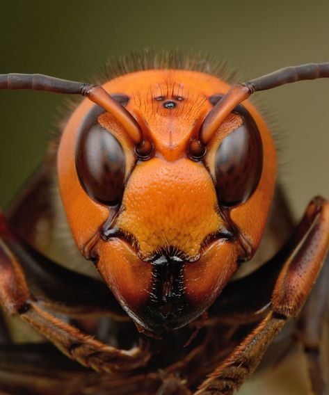 Hornet, Nature, Giant Asian Hornet, Asian Hornet, Giant Insects, Insect Eyes, Badass Pictures, Newest Horror Movies, Cool Bugs