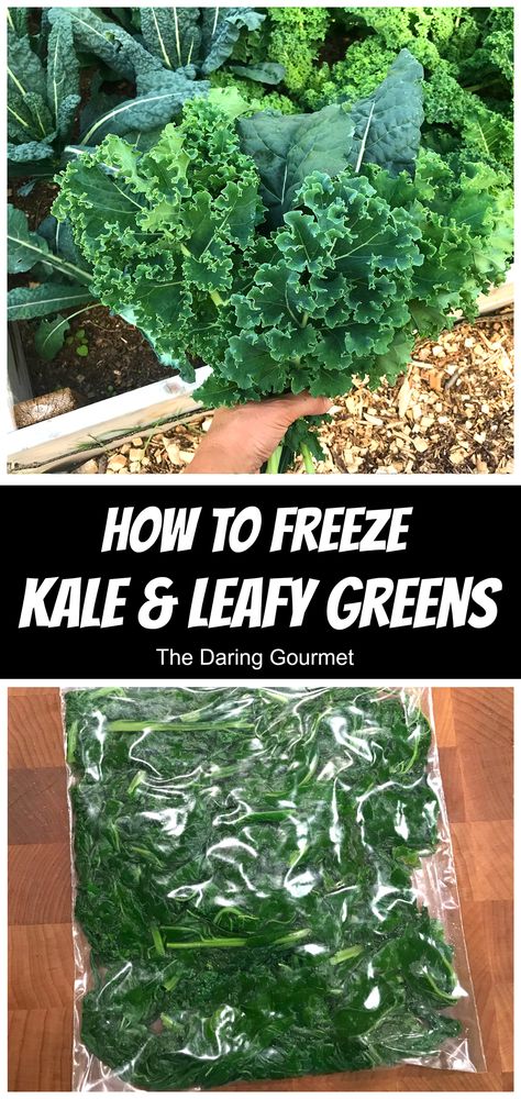 Freezing kale and other leafy greens couldn't be simpler!  We'll show you how to freeze kale and other leafy greens so you can enjoy their freshness and nutrition all year round! Can You Freeze Kale, How To Freeze Kale, Farm Stead, Freeze Kale, Freezing Food Guide, Freezing Veggies, Leafy Greens Recipes, Daring Gourmet, Freezing Kale