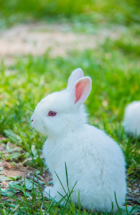 Small Animal Daytime Rabbit Outdoor Capture Photography Map With Pictures Background Animals Hd Photography, Cute Rabbit Photos, Cute Small Animals Pets, Rabbits Photography, What Can Rabbits Eat, Line Art Rabbit, Pictures Of Rabbits, Cute Animal Photography, Rabbit Line Art