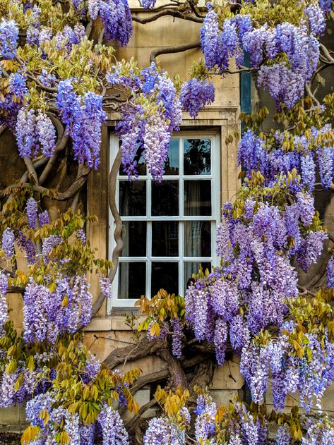 Wisteria Design, Wisteria Plant, Purple Wisteria, Lavender Aesthetic, Nothing But Flowers, Countryside House, Barbie Dream House, Wall Deco, Types Of Flowers