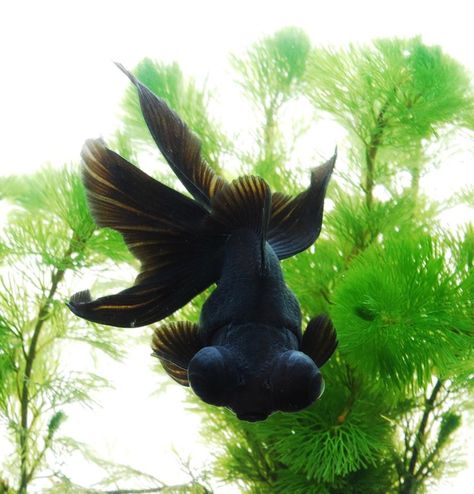 Exotic Fish, Black Goldfish, Protruding Eyes, Fancy Goldfish, Goldfish Pond, Cool Fish, Pet Fish, Fish Ponds, Gold Fish