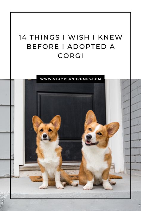 Corgi Welsh Pembroke, Corgi Care Tips, Pembrook Welsh Corgi, Corgi Memes Funny, Corgies Puppy, Corgi Haircut Styles, Corgi Grooming Styles, Corgi Tips, Corgi Training