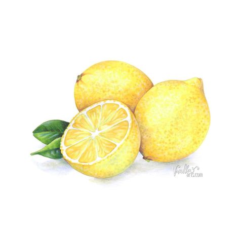 Free Digi Club: Lemon Zest - Color it with Copic, colored pencil, or watercolor — Vanilla Arts Co. Lemon Art Illustration, Watercolour Lemon, Art Prismacolor, Watercolour Pens, Lemon Drawing, Copic Tutorials, Prismacolor Drawing, Lemon Watercolor, Lemon Painting