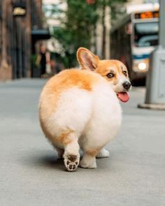 Fluffy Corgi, Cute Corgi Puppy, Psy I Szczenięta, Coton De Tulear, Corgi Funny, Corgi Butts, Cute Dog Pictures, Corgi Puppy, Cute Corgi