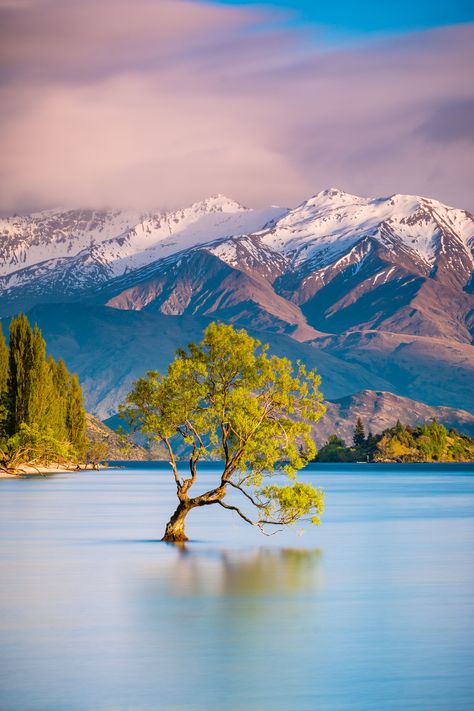 Wanaka Tree, New Zealand Mountains, Wanaka New Zealand, Lake Wanaka, New Zealand Landscape, New Zealand South Island, Lake Mountain, New Zealand Travel, Beautiful Islands