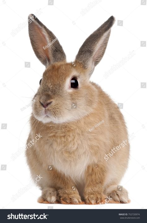 Bunny rabbit sitting in front of white background #Ad , #AD, #sitting#rabbit#Bunny#background Bunny Background, Sitting Rabbit, Rabbit Sitting, Young Rabbit, Penguin Drawing, White Bunnies, Rabbit Pictures, Rabbit Photos, Bunny Images