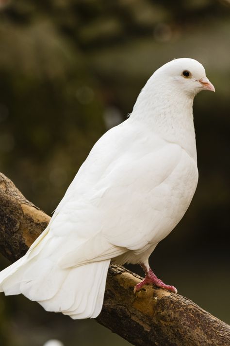 5 Spiritual Meanings of White Dove Beautiful Dove Images, Pigeon White, Parrot Image, Dove Images, White Pigeon, Pigeon Breeds, Dove Pigeon, Dove Pictures, Bird Quotes