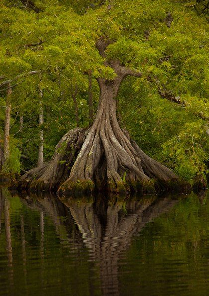 A tree with roots so grand, from which I can extract the energy to free my friends and vanquish my foes. Primitive Christmas, Great Dismal Swamp, Dismal Swamp, Boom Kunst, Weird Trees, Matka Natura, Prim Christmas, Trees Nature, Old Trees