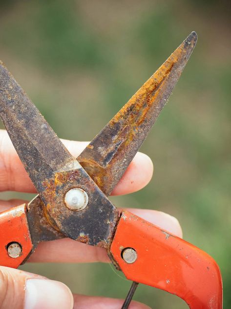 The Best Way to Remove Rust From Tools—No Scrubbing Required – Garden Betty Removing Rust From Tools, Cleaning Garden Tools Remove Rust, How To Remove Rust From Tools, How To Clean Rusty Tools, Rust Removal From Tools, Diy Rust Remover, Remove Rust From Tools, Cleaning Rusty Tools, Garden Betty