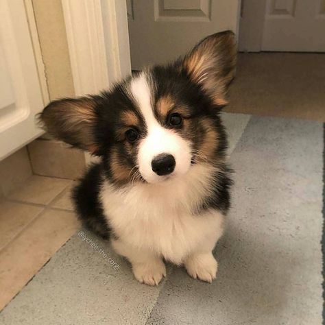 Cute Corgi Puppy, Psy I Szczenięta, Corgi Puppy, Cute Corgi, Corgi Dog, Fluffy Animals, Cute Dogs And Puppies, Cute Animal Photos, Cute Animal Pictures