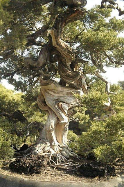 TYWKIWDBI      ("Tai-Wiki-Widbee"): Life lesson from a twisted tree Weird Trees, Bristlecone Pine, Juniper Tree, Twisted Tree, Matka Natura, Belle Nature, Image Nature, Old Trees, Ancient Tree