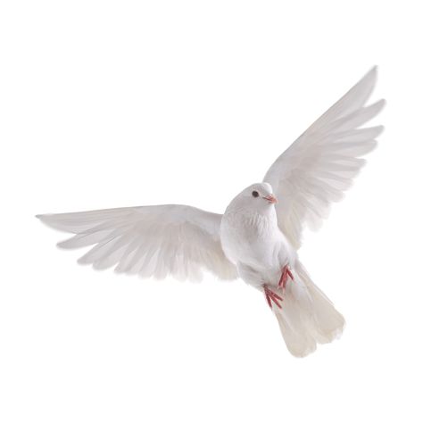 Vogel Gif, Dove Flying, Dove Images, राधा कृष्ण वॉलपेपर, Bird Png, Eid Background, White Pigeon, Dove Pictures, Photo Clipart