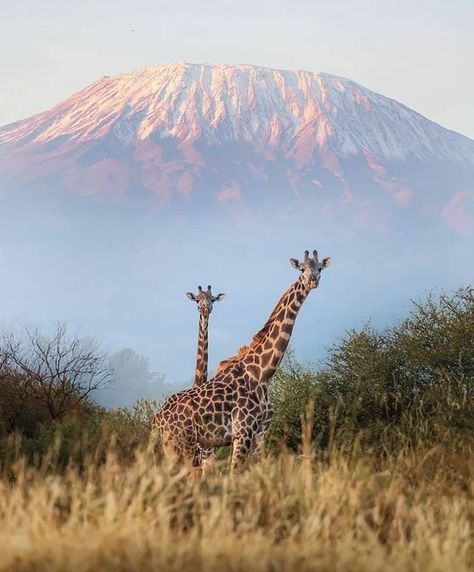 Giraffes and Mount Kilimanjaro 📸@Michael_Tanzania.safaris #Africa #Kilimanjaro #Tanzania Mount Kilimanjaro Photography, Kenya Aesthetic Safari, Kenya Safari Aesthetic, Safari In Tanzania, Tanzania Safari Photography, Safari Kenya Aesthetic, Safari Africa Aesthetic, Africa Safari Aesthetic, African Safari Aesthetic