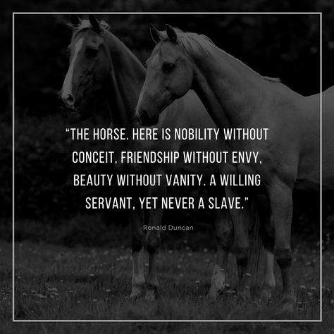 Quotes For Horses, Horse Riding Motivation Quotes, Equine Quotes Inspiration, Quotes For Horse Riders, Short Horse Quotes Inspirational, Horses Healing Quotes, Good Horse Quotes, Deep Horse Quotes, A Girl And Her Horse Quotes