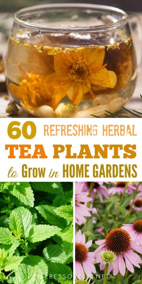 If you love drinking tea and gardening, why not grow your own speciality teas? This list shows a variety of plants you grow for their leaves, flowers, fruits, seeds, and roots to produce delicious, homemade teas. Herbs, Herb Garden, Seeds, Homemade Teas, Gardening Herbs, Herbs Tea, Tea Plant, Homemade Tea, Herbal Tea