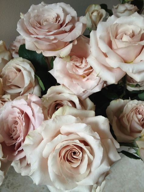 Quicksand Roses #blush #wedding #flowers #blooms #roses #Quicksand Champagne Roses, Rose Varieties, Colorful Roses, Spray Roses, Blush Roses, Arte Floral, Types Of Flowers, Beautiful Blooms, Garden Styles