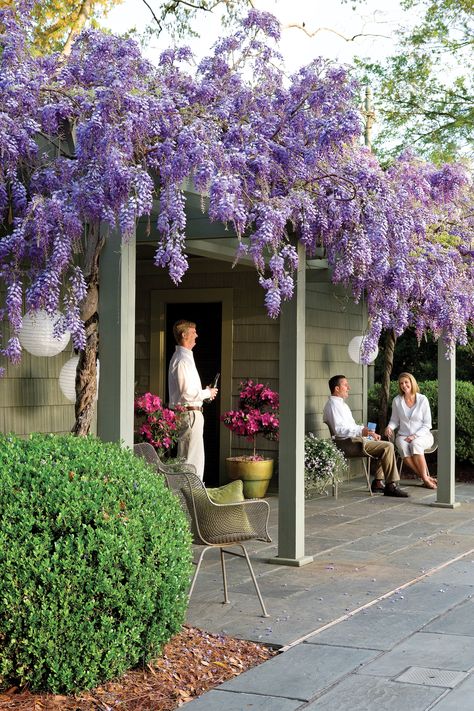 What You Need To Know (And Love) About Wisteria Growing Wisteria Trellis, Wisteria On House, Wisteria Trellis, Wisteria Garden, Wisteria Pergola, Wisteria Plant, Wisteria Tree, نباتات منزلية, Southern Garden