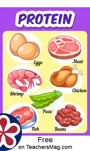 Protein. One will see on the protein poster such items as eggs, chicken, and beans.  All of these posters are very informative and a great way to review what items fall in which food groups. By discussing them with your students you will help ensure they practice having a well-balanced diet! This set of posters feature the main food groups. They are great for decorating your classroom or can also be used during a MyPlate unit within your class. Essen, 5 Food Groups For Kids, Protein Foods For Kids, Food Groups Chart, Protein For Kids, Food Groups For Kids, Healthy Food Activities For Preschool, Food Flashcards, Kertas Kerja Prasekolah