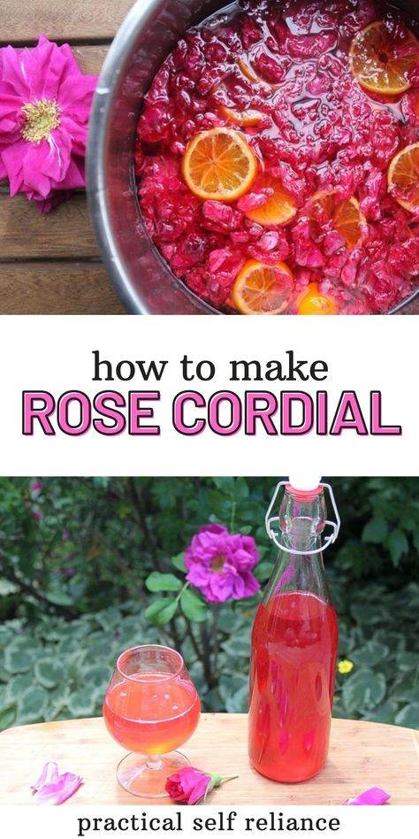 Learn how to make an easy rose petal infused cordial this summer. Use it for refreshing floral cocktails or even try adding other edible flowers into the mix. Elderflower rose would be an excellent summer infused cordial! Rose Petal Recipes, Rose Cocktail Recipes, Eatable Flowers, Flowers Recipes, Cordial Recipe, Easy Rose, Homemade Limoncello, Edible Flowers Recipes, Fall Asleep Fast